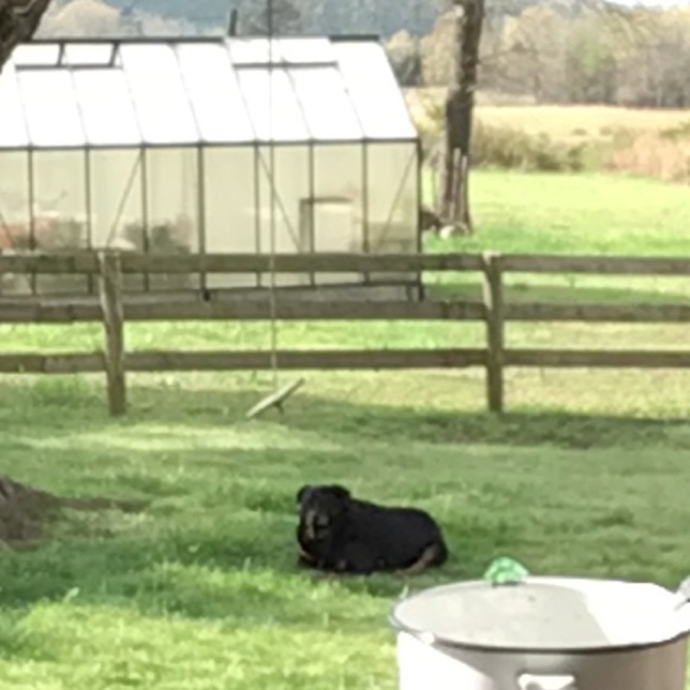 Meet your Posher, Susan